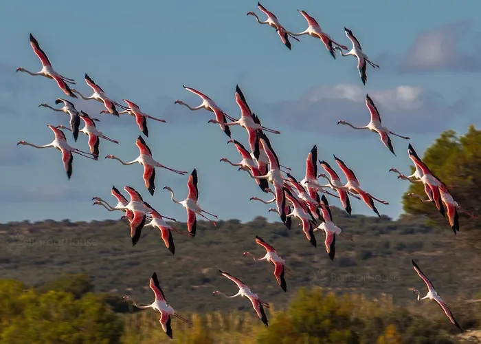 公寓式酒店 La Scogliera 3*